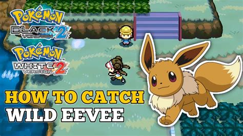 eevee moveset gen 2|pokemon black 2 eevee location.